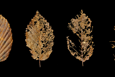 Décomposition d'une feuille Charme (étapes)